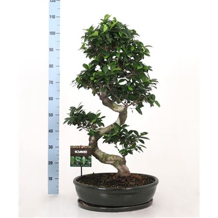 Fic Mi Ginseng S Shape In Ceramic Ovale Green