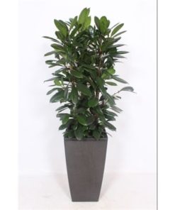 Ficus Cyathistipula In Vase Piza Antracite