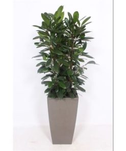 Ficus Cyathistipula In Vase Piza Taupe