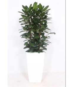 Ficus Cyathistipula In Vase Piza White