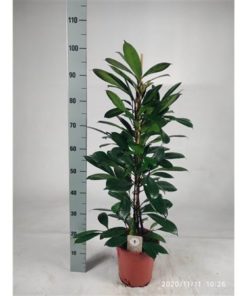 Ficus Cyathistipula 100cm