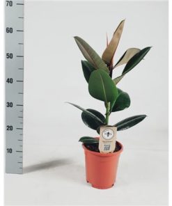 Ficus Elastica 'robusta' 50cm