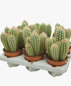 Cactus Echinofossula