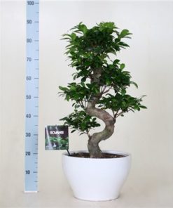 Fic Mi Ginseng S Shape In Ceramic White