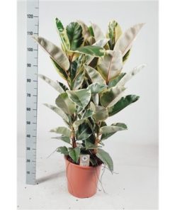 Ficus Elastica 'tineke' Toef 120