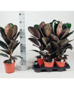 Ficus Elastica 'abidjan' 70cm