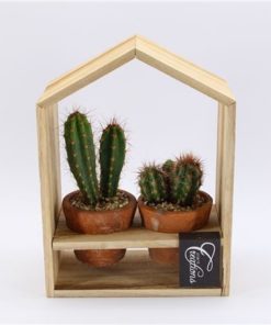 Cactus Mix Duo In Terracotta In Wood House Frame