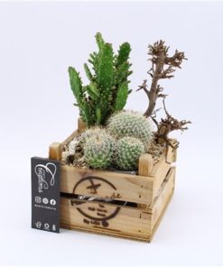 Cactus Mix Trio In Ceramic In Wood Frame