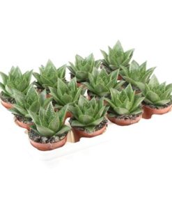 Gasteria Tiga