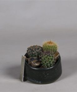 Cactus Mix In Ceramic Tol