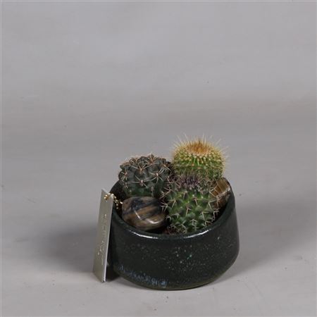 Cactus Mix In Ceramic Tol