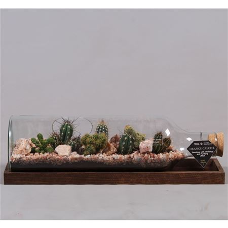 Cactus Mix In Lying Down Glass Bottle With Gemston