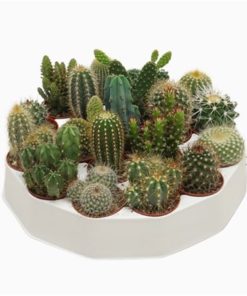 Cactus Mix Rondella