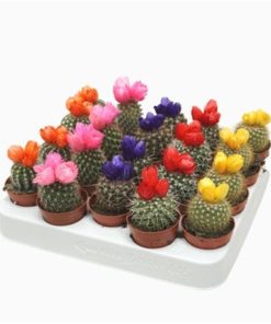 Cactus Mix Straw Flower