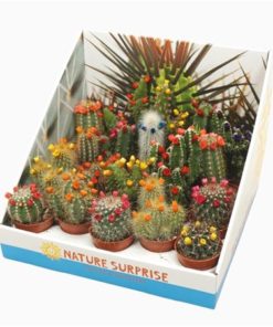 Cactus Mix With Straw Flowers In Showbox