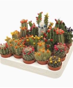 Cactus Mix With Straw Flowers