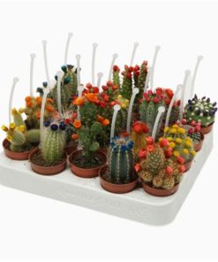 Cactus Mix With Straw Flowers