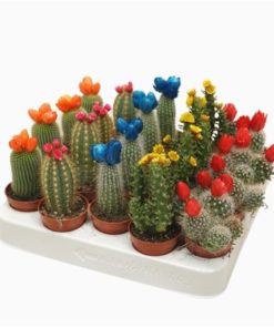 Cactus Mix With Straw Flowers
