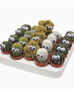 Cactus Mix With Eyes