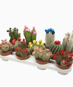 Cactus Mix With Straw Flowers