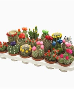 Cactus Mix With Straw Flowers