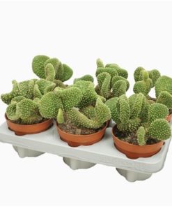 Opuntia Mi Cristata