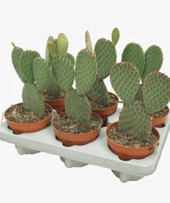 Opuntia Macrocalyx