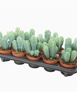 Cere Myrtillocactus Geometrizans