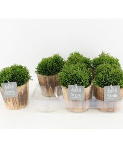 Hatiora In Wood Pot Brown