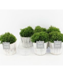 Hatiora In Wood Pot White