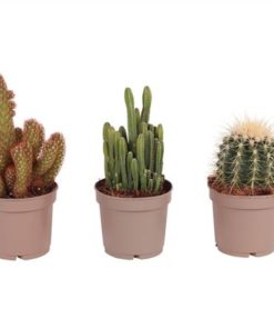 Cactus Mix