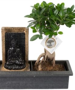 Fic Mi Ginseng In Ceramic With Waterfall Buddha
