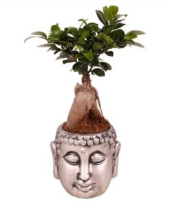 Fic Mi Ginseng In Ceramic Buddha Silver