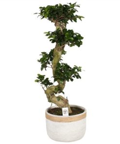 Fic Mi Ginseng S Shape In Ceramic Concrete Rope