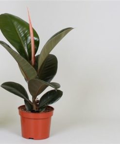 Fic El Robusta