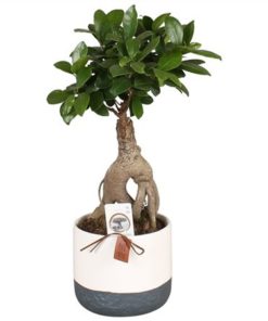 Fic Mi Ginseng In Ceramic Twotone