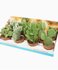 Opuntia Mix In Showbox
