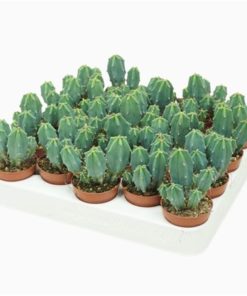 Cere Myrtillocactus Geometrizans