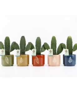 Opuntia Mix In Mixpot