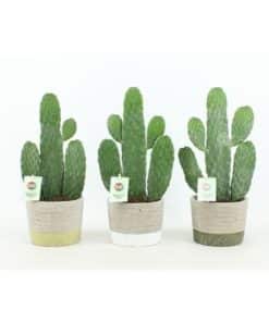 Opuntia In Stone Leaf Pot Mix