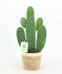 Opuntia In Noah Basket Brown