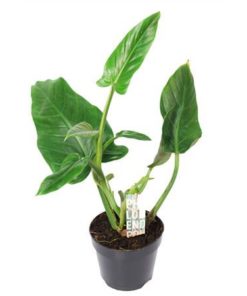 Phil Subhastatum