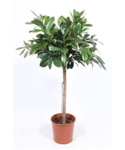 Ficus Cyathistipula