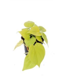 Phil Scandens Micans Lime