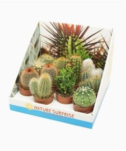 Cactus Mix In Showbox