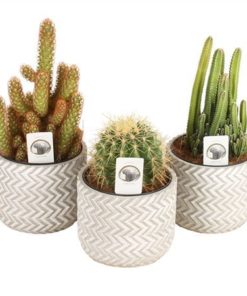 Cactus Mix In Ceramic Concrete