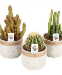Cactus Mix In Ceramic With Rope