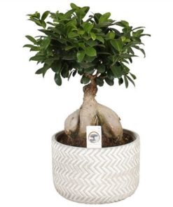 Fic Mi Ginseng In Ceramic Concrete