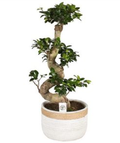 Fic Mi Ginseng S Shape In Ceramic Concrete Rope