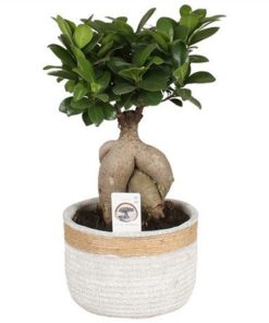 Fic Mi Ginseng In Ceramic Concrete Rope